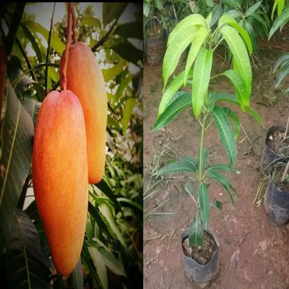 Xi Shi 11 Shi Mango Aam Grafted Fruit Live Plant