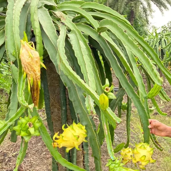 Yellow Dragon Fruit Organic Fruit Plant