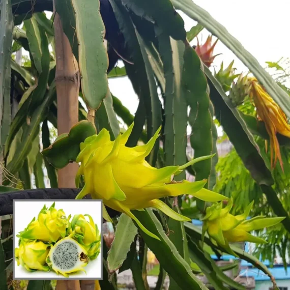 Yellow Dragon Fruit Organic Fruit Plant