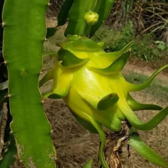 Yellow Dragon Fruit Organic Fruit Plant