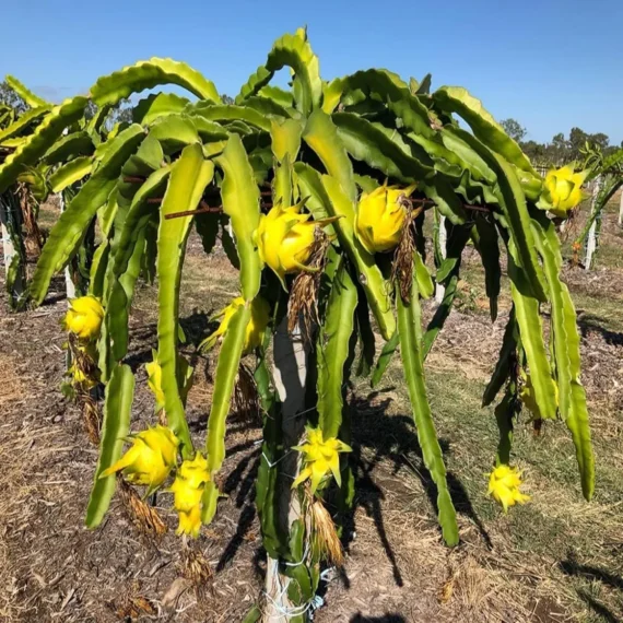 Yellow Dragon Fruit Organic Fruit Plant