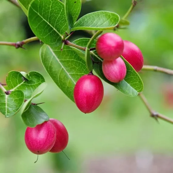 Karonda Carissa Carandas Cherry Cherries, Koromcha Live Plant