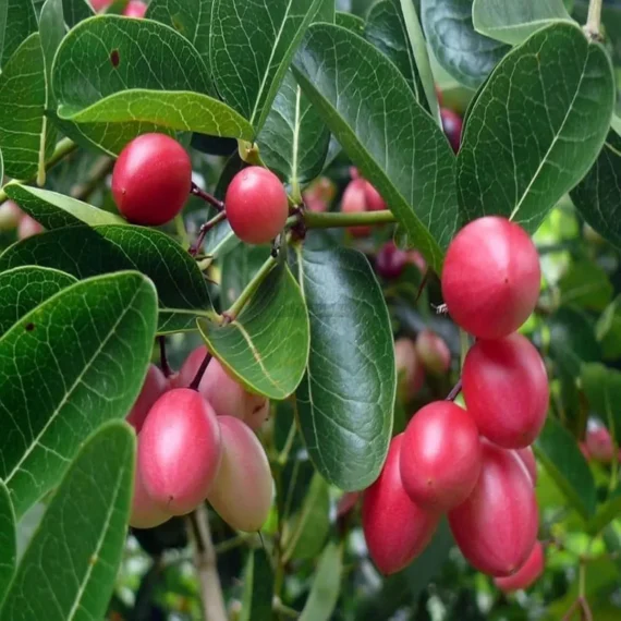 Karonda Carissa Carandas Cherry Cherries, Koromcha Live Plant