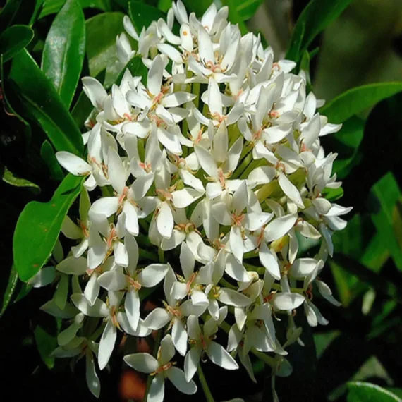 White Colour Ixora Rukmini Rangan Flower Shrubs Live Plant