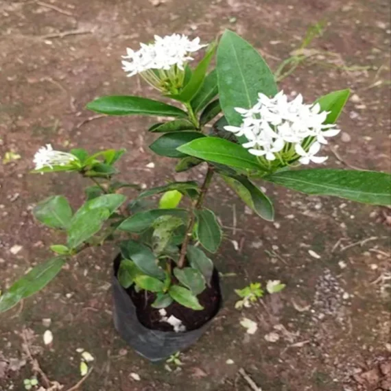 White Colour Ixora Rukmini Rangan Flower Shrubs Live Plant