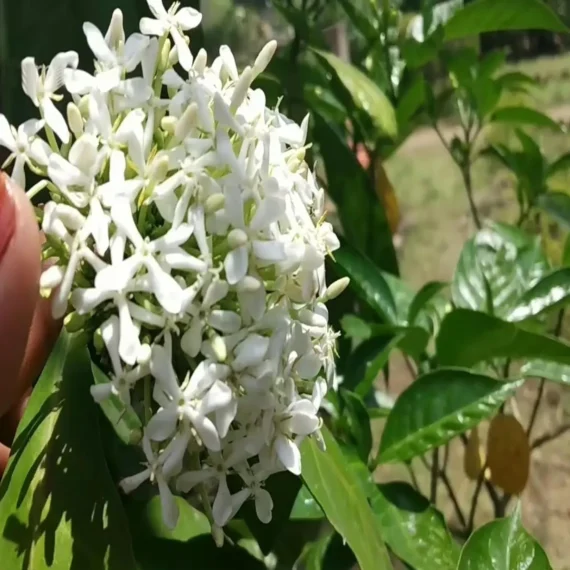 White Colour Ixora Rukmini Rangan Flower Shrubs Live Plant