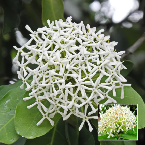 White Colour Ixora Rukmini Rangan Flower Shrubs Live Plant