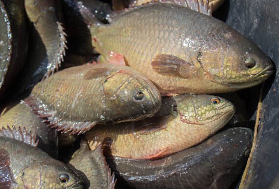 Vietnam Koi Fish Seeds