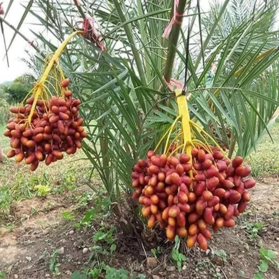 Deglet Noor Dates Palm Arabian Khurma Khajoor Dwarf Fruit Live Plant