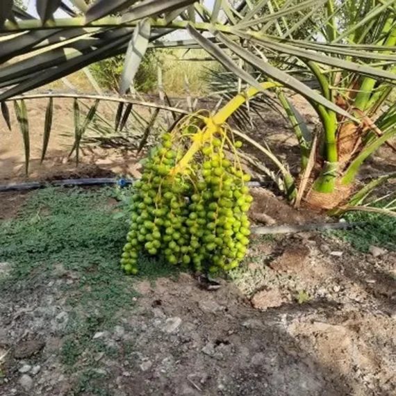 Deglet Noor Dates Palm Arabian Khurma Khajoor Dwarf Fruit Live Plant