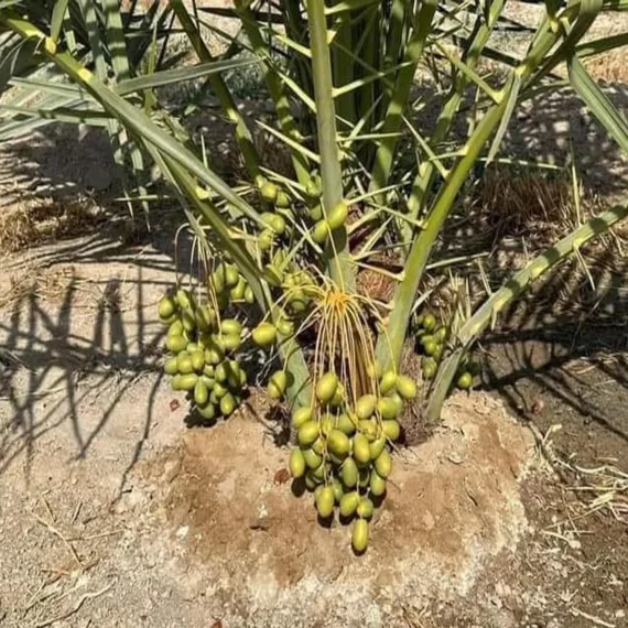 Deglet Noor Dates Palm Arabian Khurma Khajoor Dwarf Fruit Live Plant