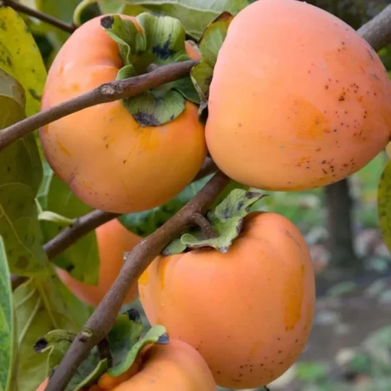 Hachiya Persimmon Grafted Fruit Live Plant