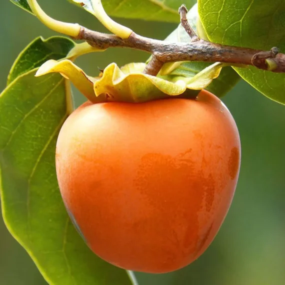 Hachiya Persimmon Grafted Fruit Live Plant