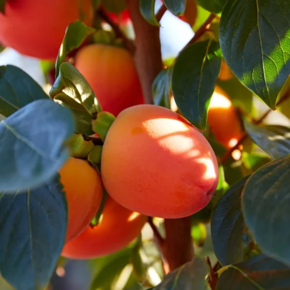 Hachiya Persimmon Grafted Fruit Live Plant