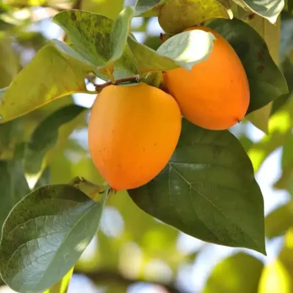 Hachiya Persimmon Grafted Fruit Live Plant