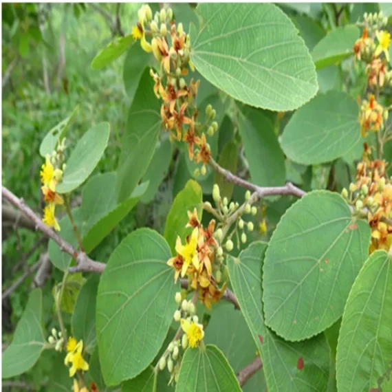 Phalsa Falsa Berry Layering/Grafted Fruit Live Plant