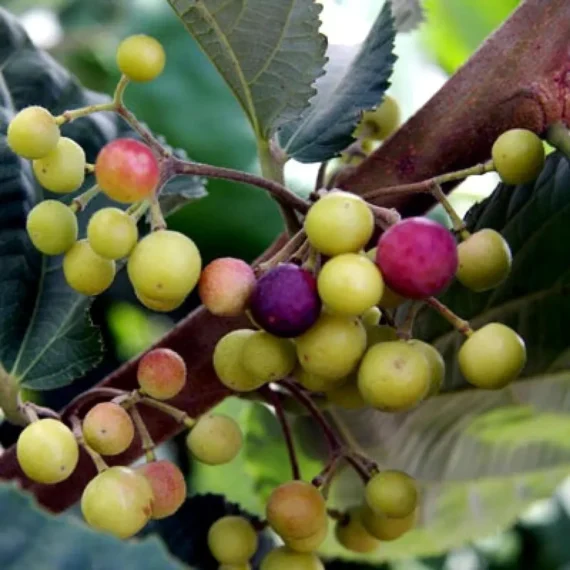 Phalsa Falsa Berry Layering/Grafted Fruit Live Plant