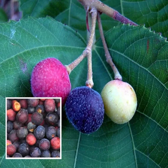 Phalsa Falsa Berry Layering/Grafted Fruit Live Plant