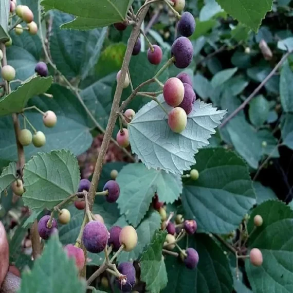 Phalsa Falsa Berry Layering/Grafted Fruit Live Plant