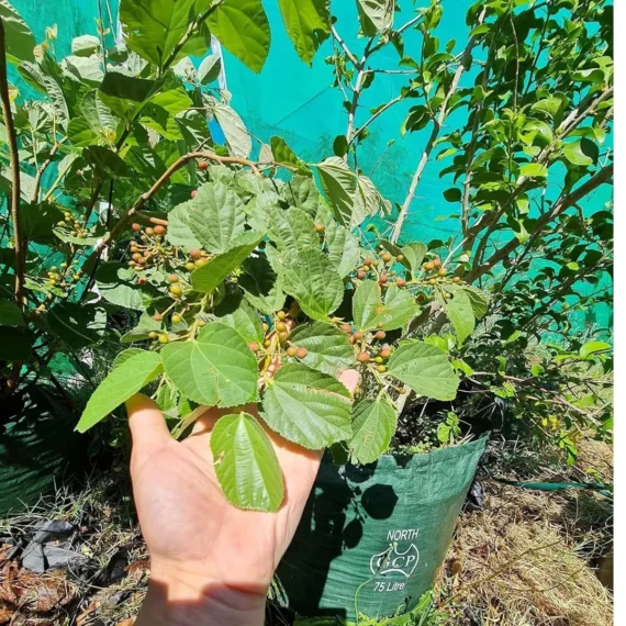 Phalsa Falsa Berry Layering/Grafted Fruit Live Plant