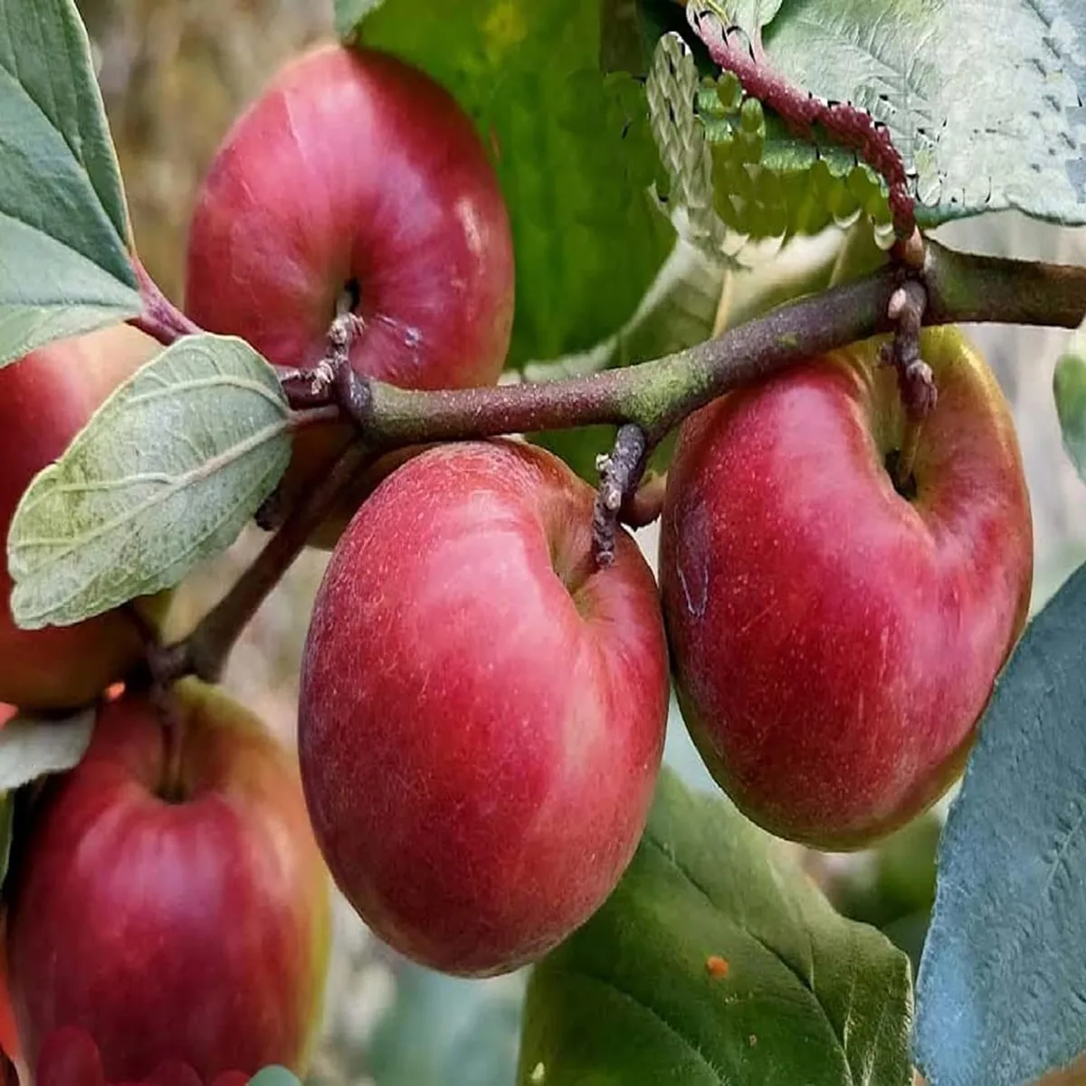 Red Sundari Apple Ber Jujube Kul Grafted Fruit Live Plant (1-2 Feet Height) - Image 2