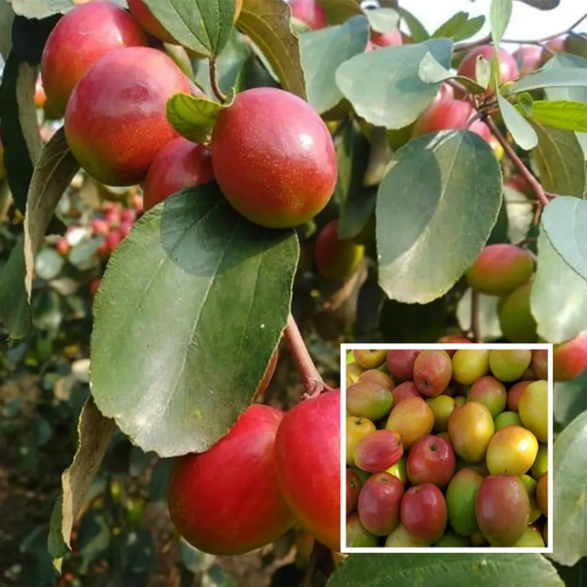 Red Sundari Apple Ber Jujube Kul Grafted Fruit Live Plant (1-2 Feet Height)