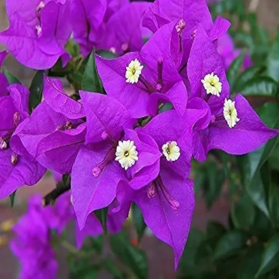 Purple Colour Bougainvillea Kagoj Ful Shrubs Flower Live Plant (1-2 Feet Height)