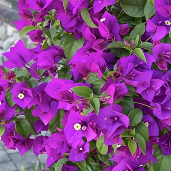 Purple Colour Bougainvillea Kagoj Ful Shrubs Flower Live Plant (1-2 Feet Height)