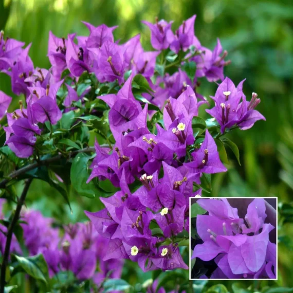 Purple Colour Bougainvillea Kagoj Ful Shrubs Flower Live Plant (1-2 Feet Height)