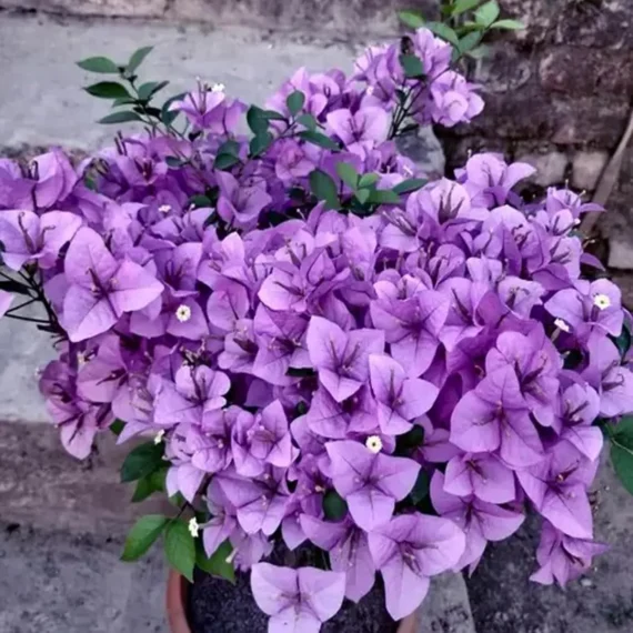 Purple Colour Bougainvillea Kagoj Ful Shrubs Flower Live Plant (1-2 Feet Height)