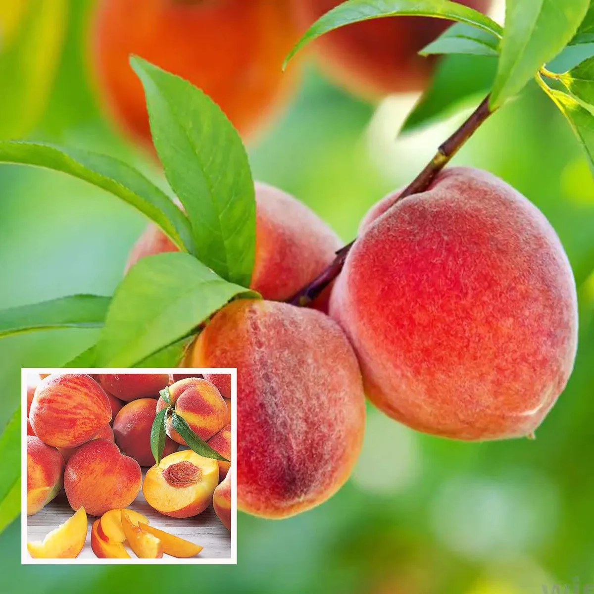 Shan E Punjab Peach Grafted Fruit Live Plant