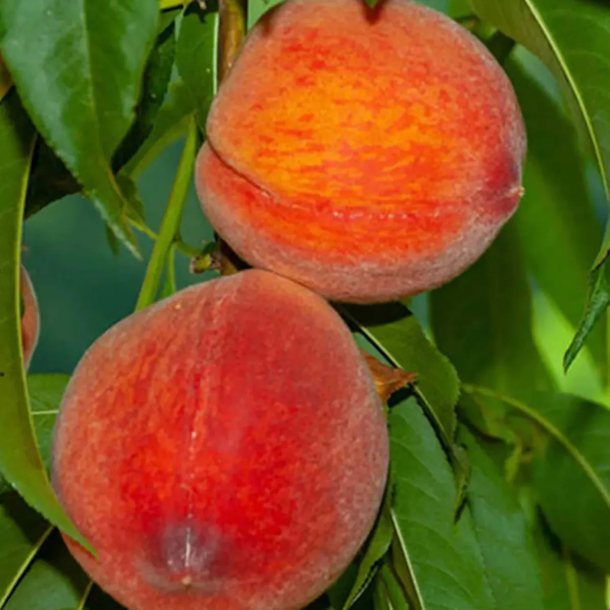 Shan E Punjab Peach Grafted Fruit Live Plant - Image 4