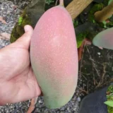 Thai King Of Chakapat Mango Aam Grafted Fruit Live Plant