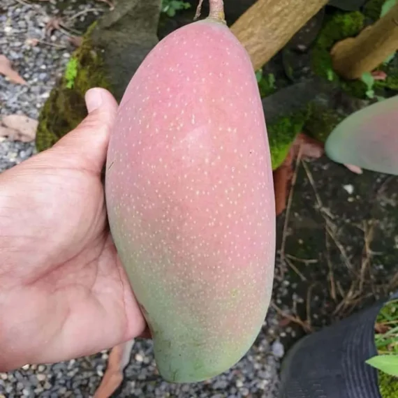 Thai King Of Chakapat Mango Aam Grafted Fruit Live Plant