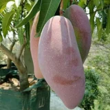 Thai King Of Chakapat Mango Aam Grafted Fruit Live Plant