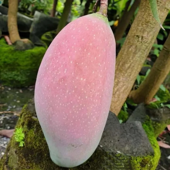 Thai King Of Chakapat Mango Aam Grafted Fruit Live Plant