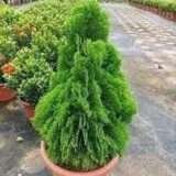 Jhau (Tamarisk) Green Fresh Organic Flower Plant