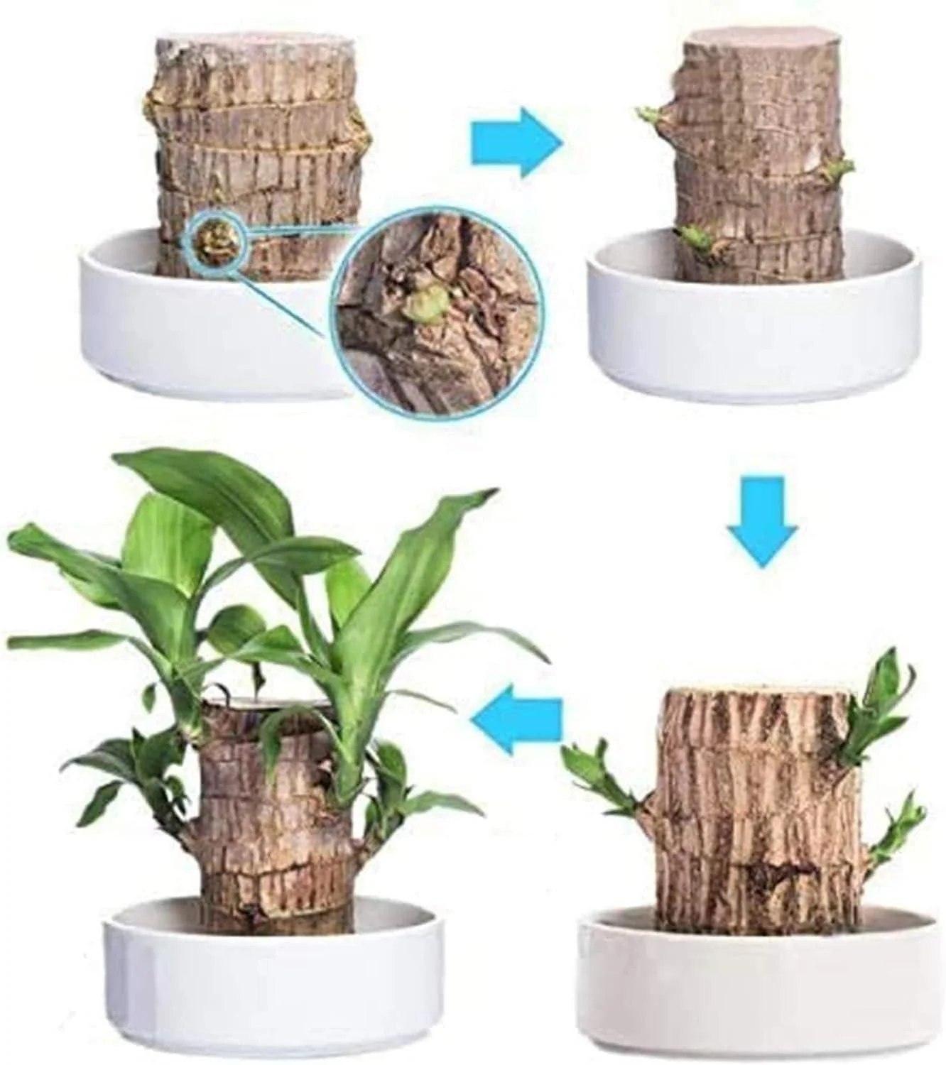 Brazilian Lucky Wood Plant (1pc) - Image 3