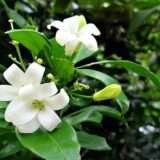 Murraya Paniculata, Calcutta Kamini Fresh Organic Flower Plant
