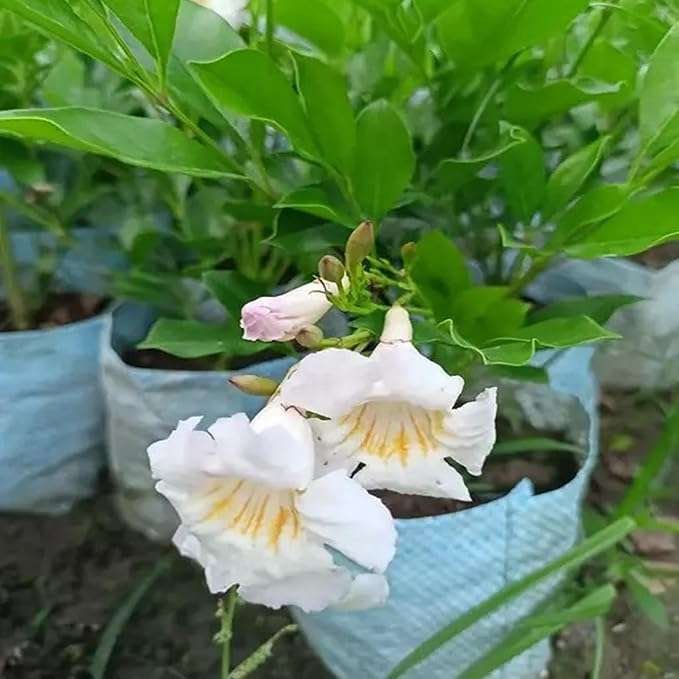 Hybrid Kamini Satin Wood Kunti Shrubs Flower Live Plant - Image 3