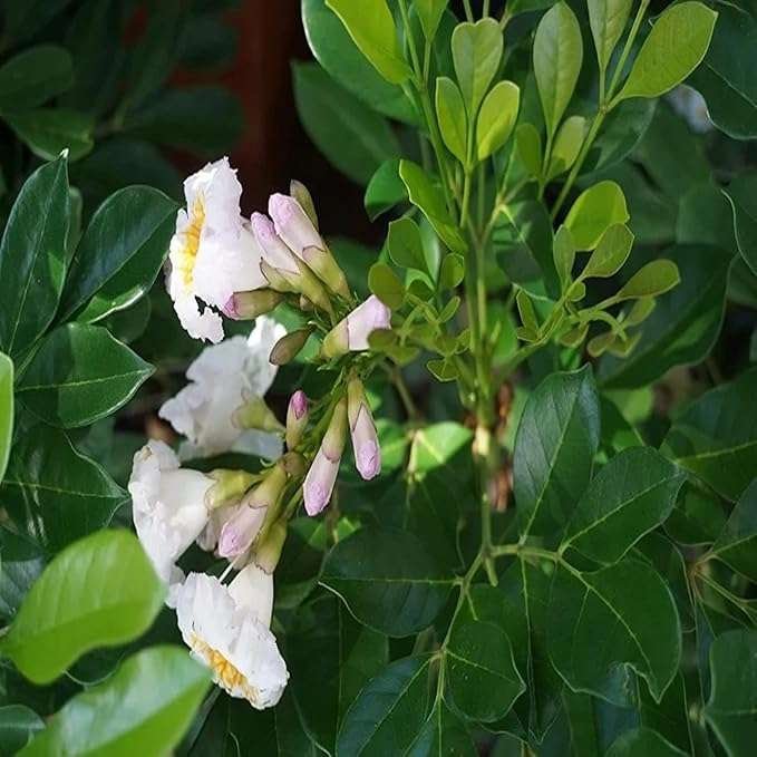 Hybrid Kamini Satin Wood Kunti Shrubs Flower Live Plant - Image 5