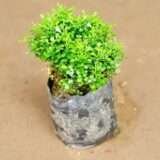Table Kamini Satin Wood Kunti Shrubs Flower Live Plant