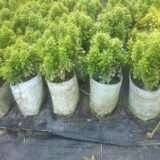 Table Kamini Satin Wood Kunti Shrubs Flower Live Plant