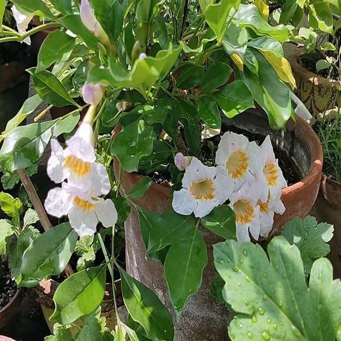 Hybrid Kamini Satin Wood Kunti Shrubs Flower Live Plant - Image 4