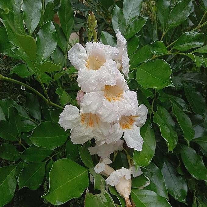 Hybrid Kamini Satin Wood Kunti Shrubs Flower Live Plant - Image 2