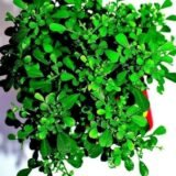 Table Kamini Satin Wood Kunti Shrubs Flower Live Plant