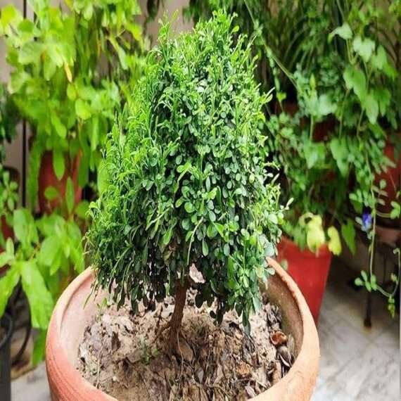 Table Kamini Satin Wood Kunti Shrubs Flower Live Plant