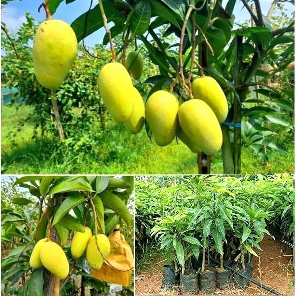Katimon Mango Organic Fruit Plant