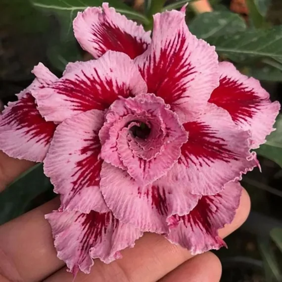 Adenium Desert Rose Plant