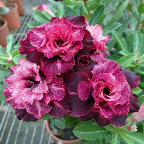 Adenium Desert Rose Plant
